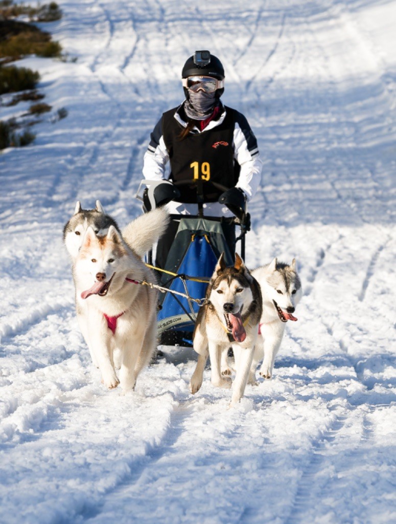 Des Neiges Dorées De L’Oural - Puymarod 2023