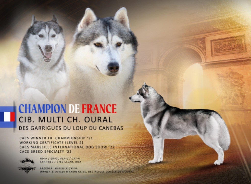 Des Neiges Dorées De L’Oural - CHAMPION DE FRANCE